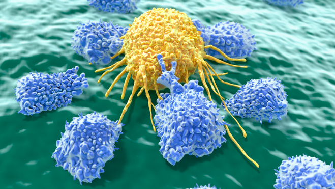 how does a lymphocyte exhibit immunocompetence?