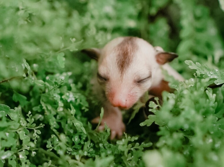 what does it mean when a possum is in your house