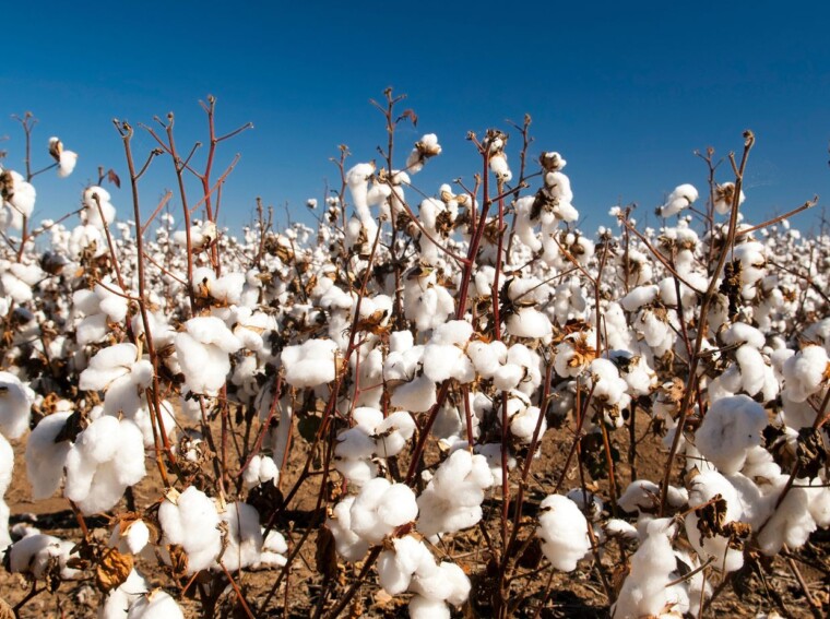 when egypt made cotton its biggest crop, what major risk did it take?