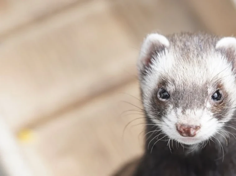 adorable:8xphn-yxfv8= ferret