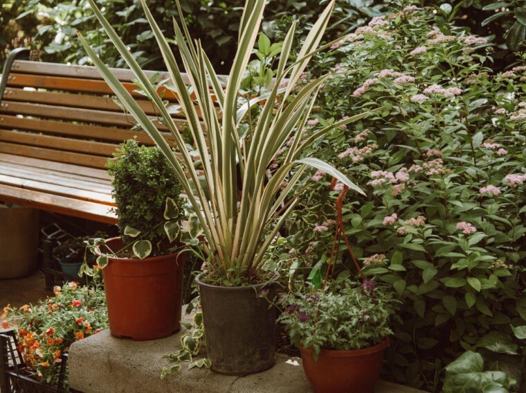 garden design ideas, creating a garden you will love, backyard landscaping tips, personalized garden plans, outdoor garden inspiration, garden planning services, DIY garden creation, urban garden design, garden renovation experts, sustainable garden solutions
